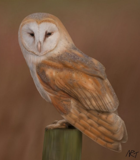 Digital painting of a barn owl